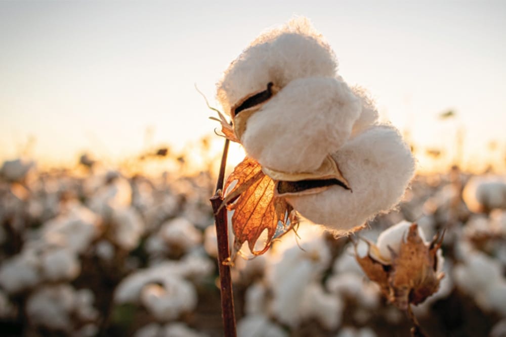 2024 in review: Cotton growers face growing economic pressures