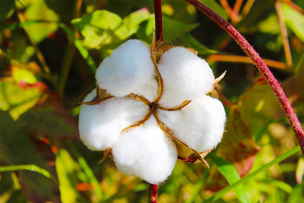 U.S. cotton sales surge: Upland cotton sales up 7%, pima cotton also shows growth – USDA report