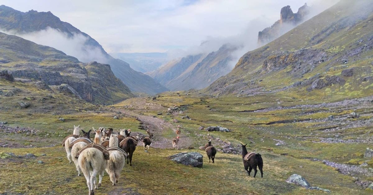 Alpaca for Life: Get a Herder’s View of the Andean Highlands