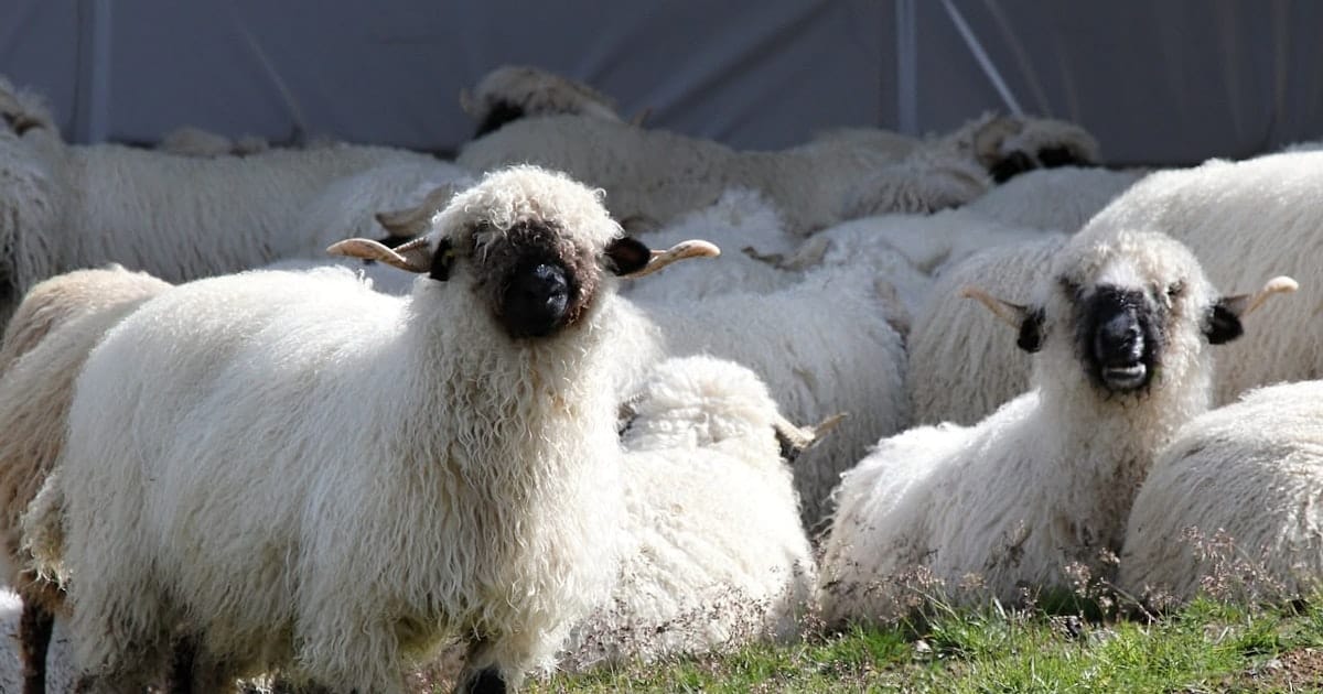 2024 Natural Fiber Showcase