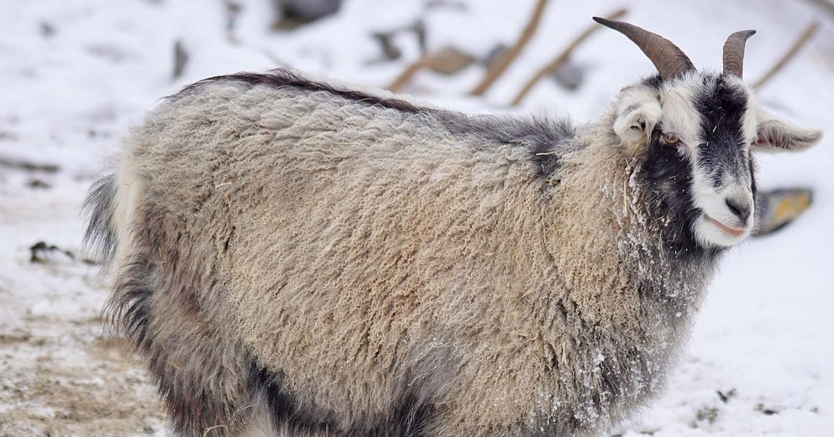 From the Wild to My Backyard: Raising Cashmere Goats in Southcentral Alaska