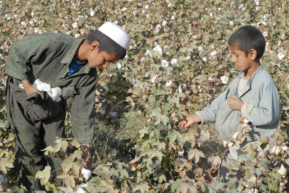 Afghanistan’s cotton production rises by 30%: NSIA