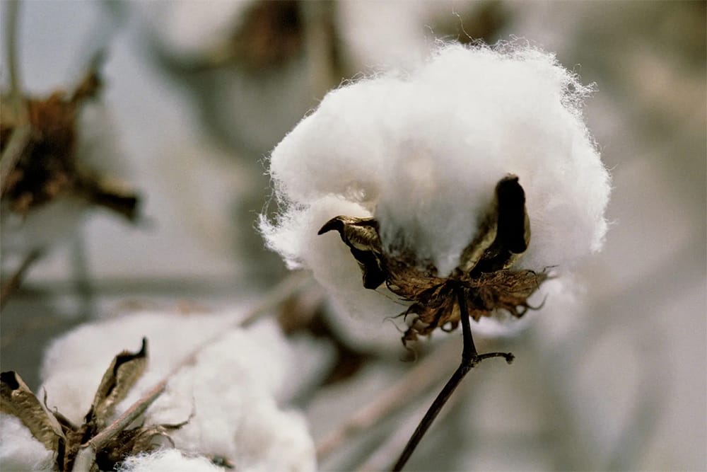 Cotton market outlook for 2025: A battle for market share