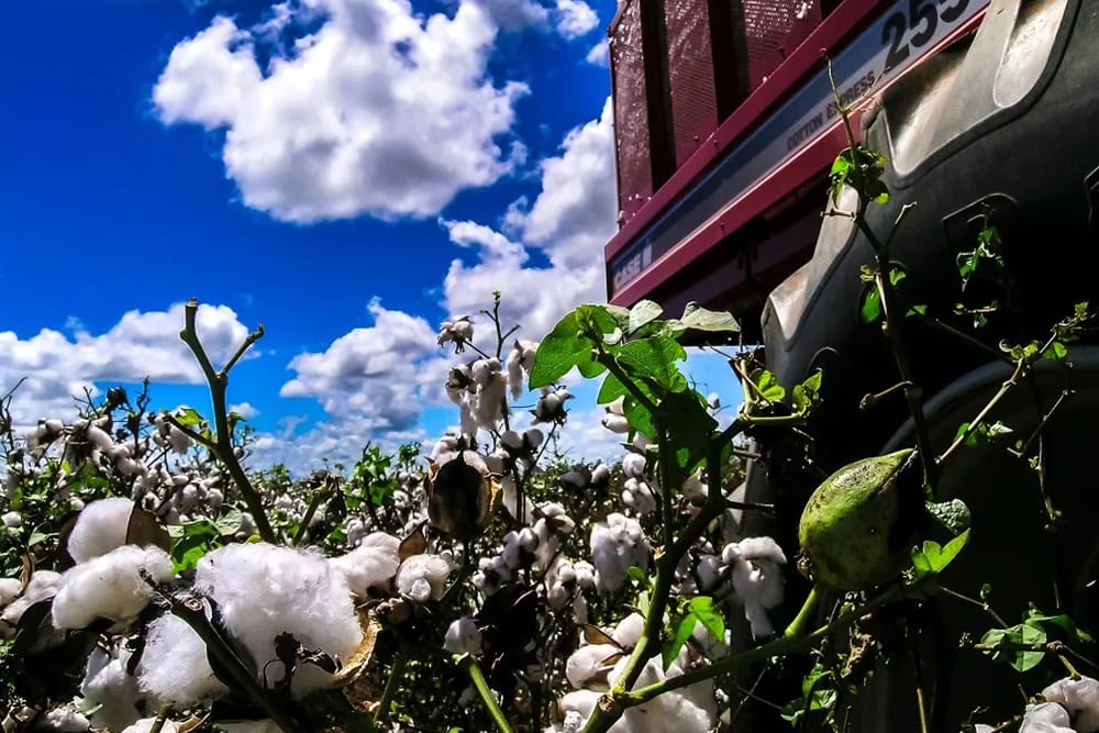 Weekly cotton review: Prices climb amid limited trade activity