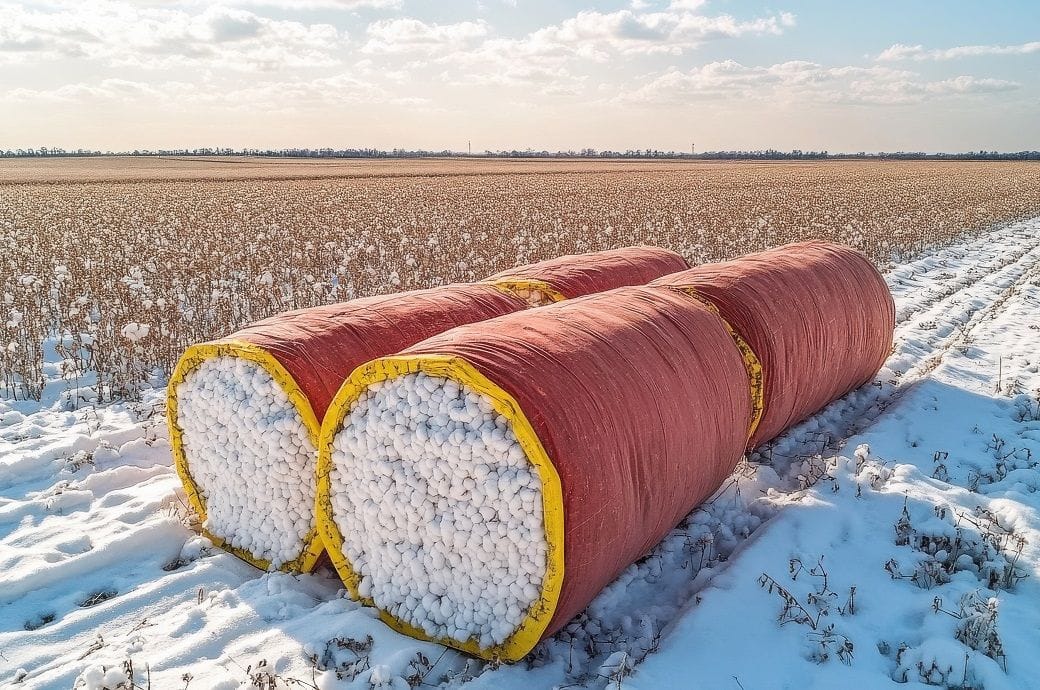 India Budget 2025: CITI calls for DBT scheme in cotton procurement