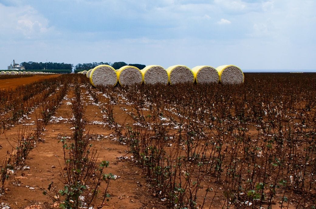WASDE projects higher global cotton production, stocks &amp; exports