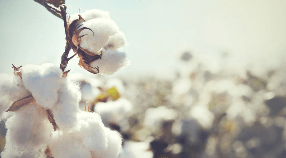 Cotton Market Should be Stable in 2025 – Good News for the Global Economy