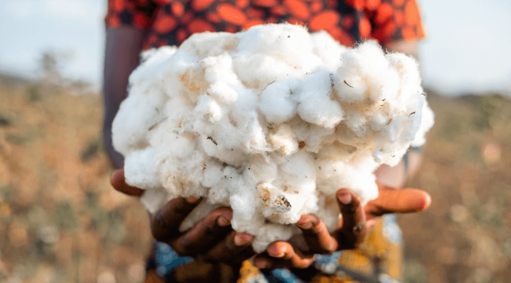 New transparency measures coming for Regenerative Cotton and Cotton Made in Africa