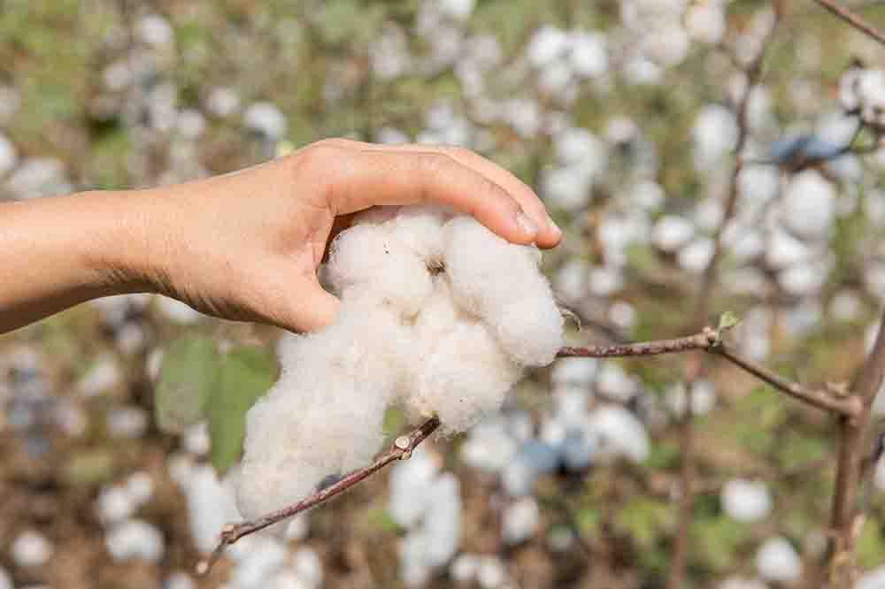 ICE cotton prices continue to fall amid strong dollar and selling pressure