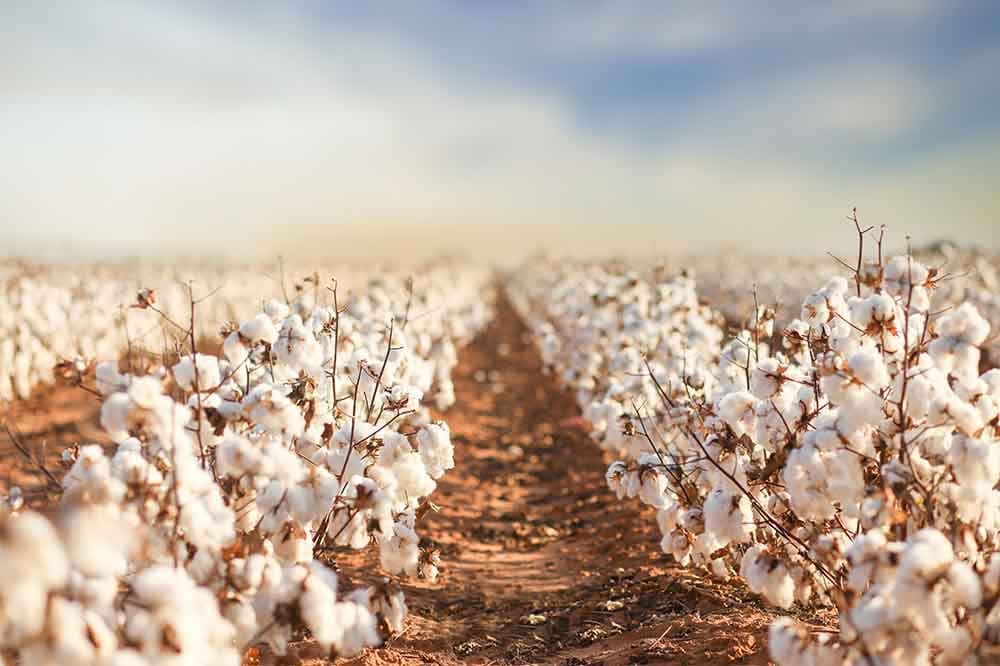 The Journey of Cotton: Empowering Farmers for a Sustainable Future