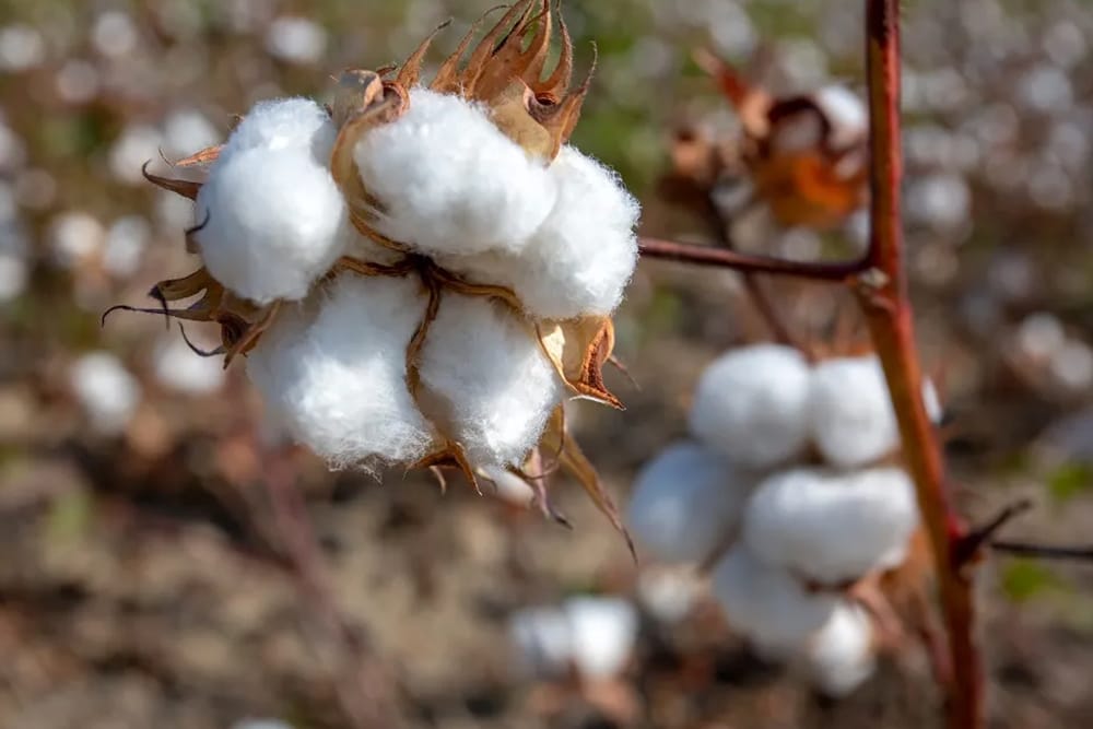 ICE cotton reverses gains as crude oil prices slip