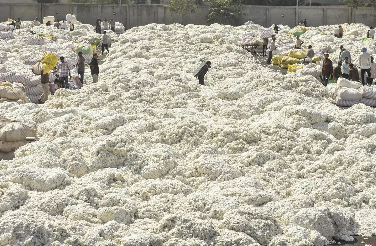 State Intervention Bolsters Cotton Market Amidst Price Concerns