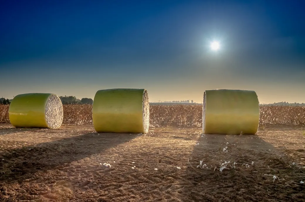 US upland cotton sales surge 70%, pima exports also on the rise