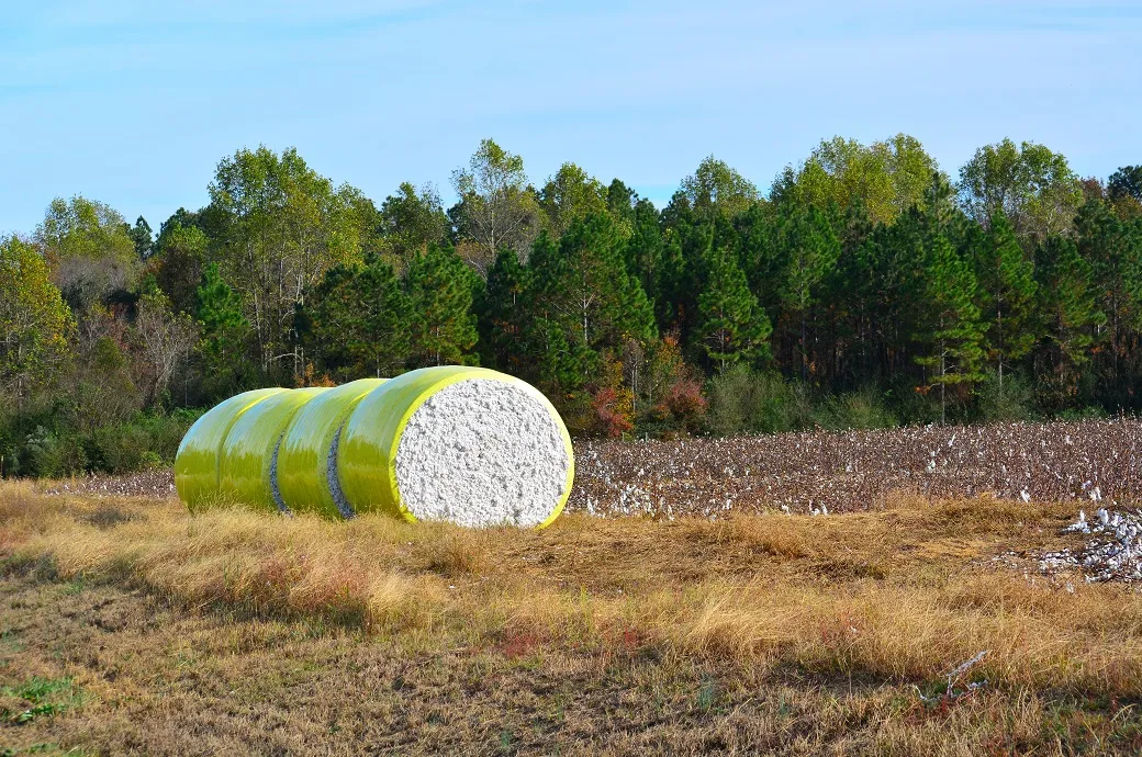 Brazil’s cotton exports hold steady, Pakistan rises as top destination