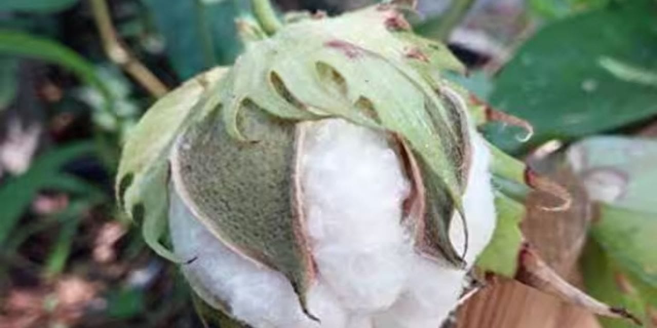 Indoor cultivation of fluffy cotton plants