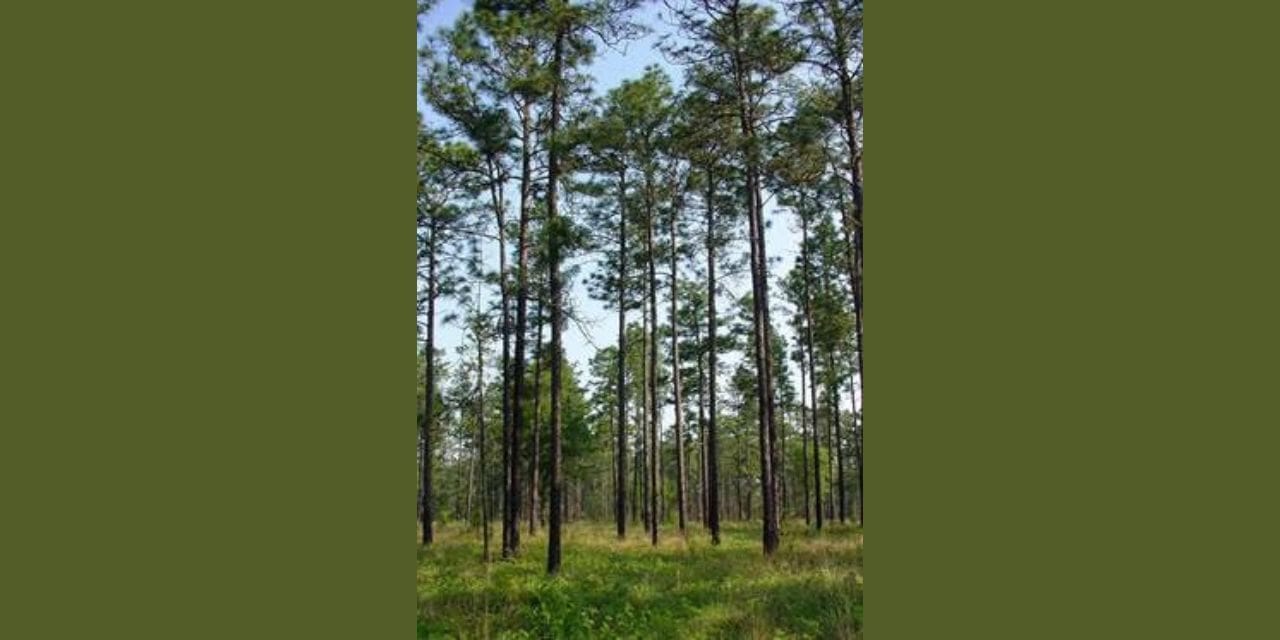 Precision Textiles Turns Award Win into Forest Restoration in NC
