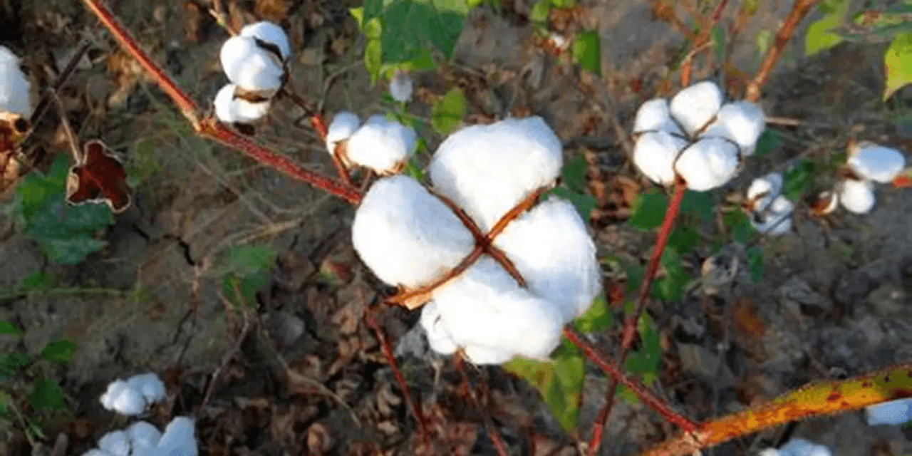Cotton Duty Exemption Extended, Relief for Textile Industry
