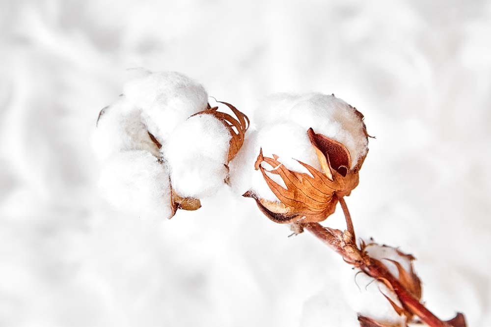 India’s Cotton Arrivals Reach 12.38 Million Bales in October-December 2024